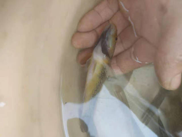  价值■钓鱼人吃了一盆小鱼，养鱼人炸锅了！声称钓鱼人吃了上千块