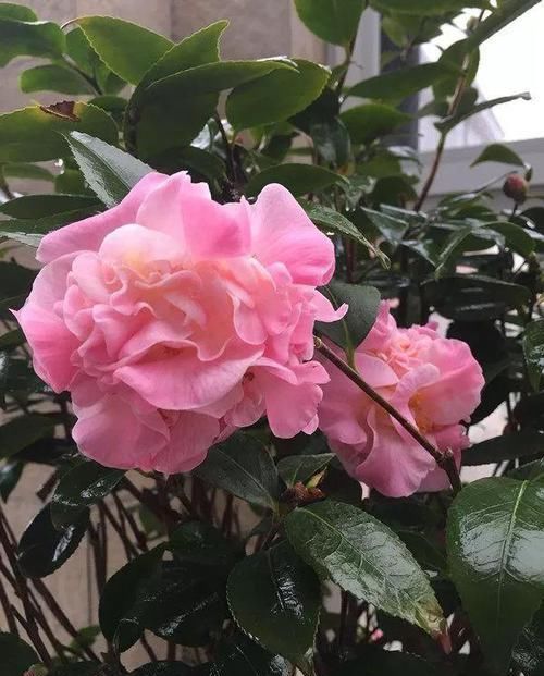  『夺目』世界最香的茶花，花型很大，花色艳红夺目，看似矫气，实则好养