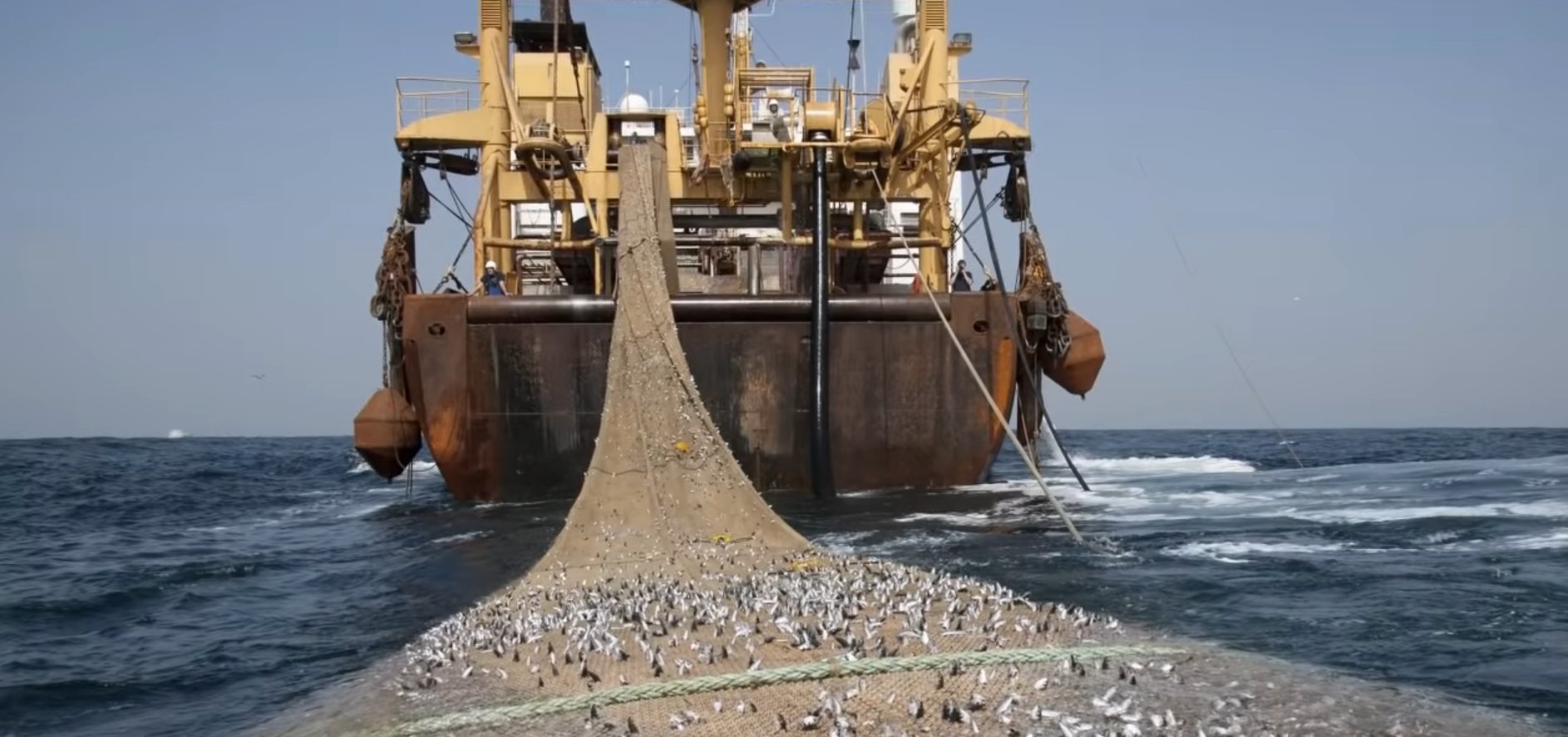 世界最大渔船造价高4亿元，一网下去就是三百吨，却遭到人类抵制