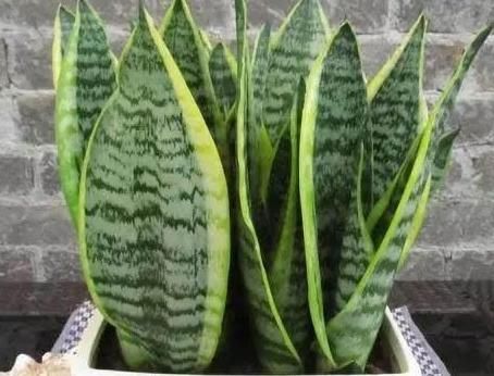  【虎皮】养殖虎皮兰该如何扦插？按照3步操作走，再不用担忧伤亡多