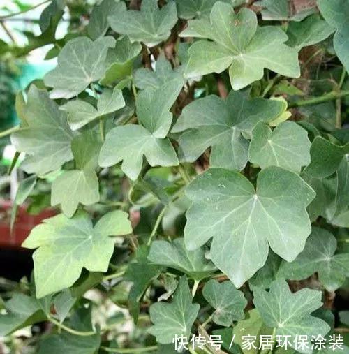 「中华常春」12种常春藤,每种都这么美,必须养一盆!