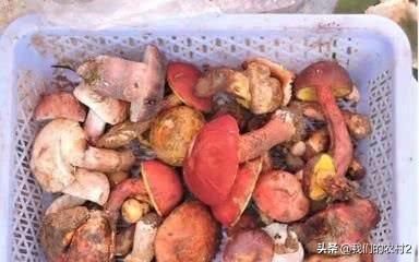 五个适合在农村的小投资项目，想创业的进来看看吧！