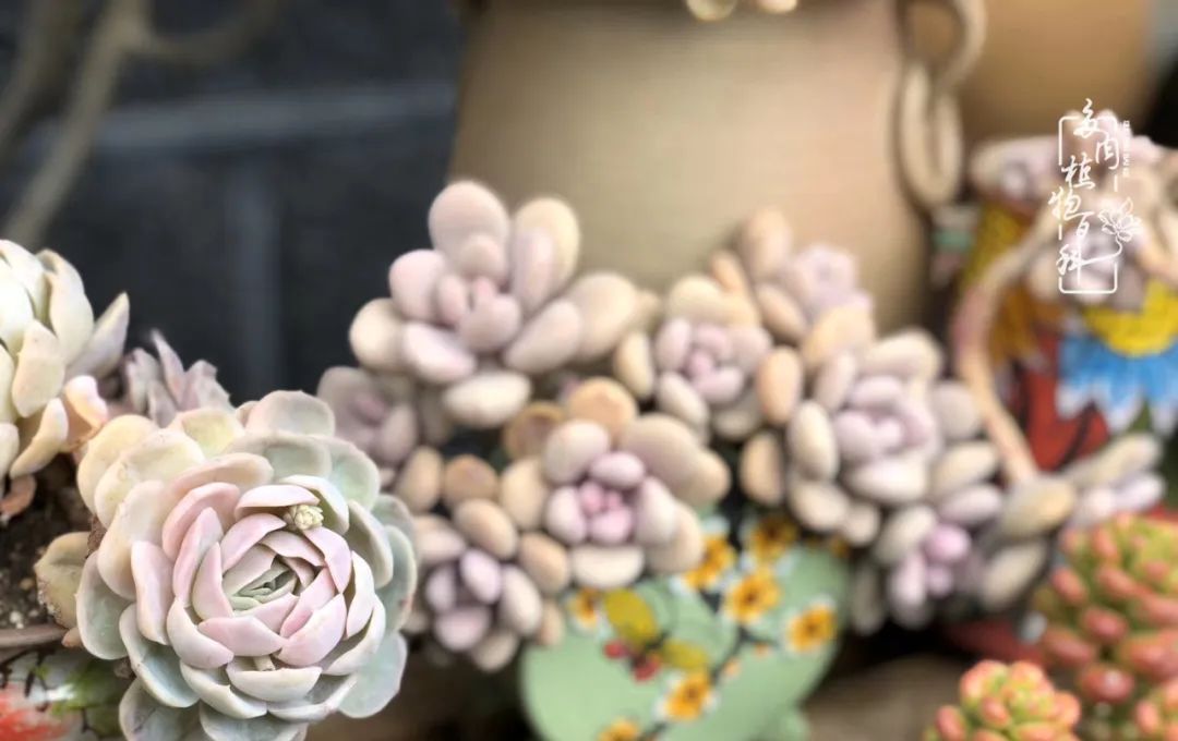  「院里」在茜的多肉小院里,花时间种快乐!