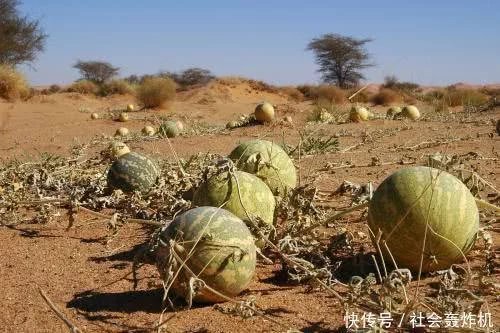 去到沙漠看到西瓜不能摘,有游客不听,刚拿起就后悔了