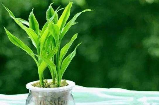  【飘香藤】养花养个四季常开的，花朵鲜艳美丽，好养易打理，适合阳台盆栽