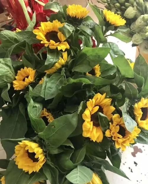  「矮化」这花围着太阳转，越热越晒越爆盆，矮化向日葵，阳台盆栽就很美