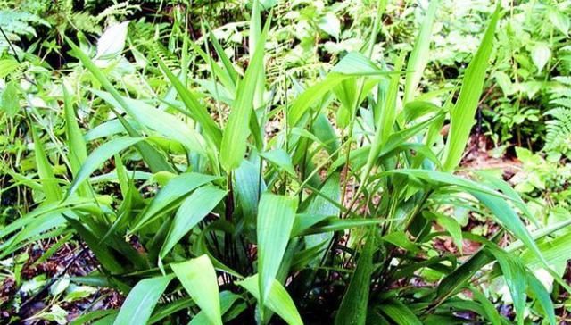  「收益」它是恶性杂草，农民恨得牙痒痒，现在人工种植成了高收