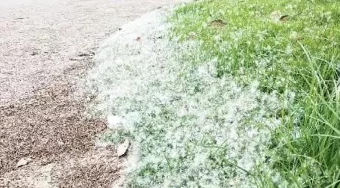  『柳絮』近几年的柳絮大爆发，街上逐渐像“下雪”，教你几招解决小方法！