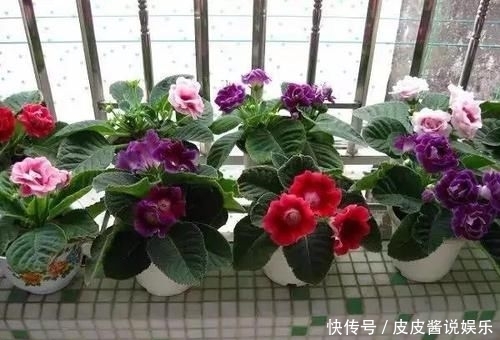 「地皮」一种草花“贴着地皮长”,叶子剁碎也发芽,又长出棵棵小牡丹