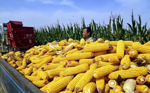 2019年玉米的“前景”如何？要不要种植呢？看完再做决定也不迟