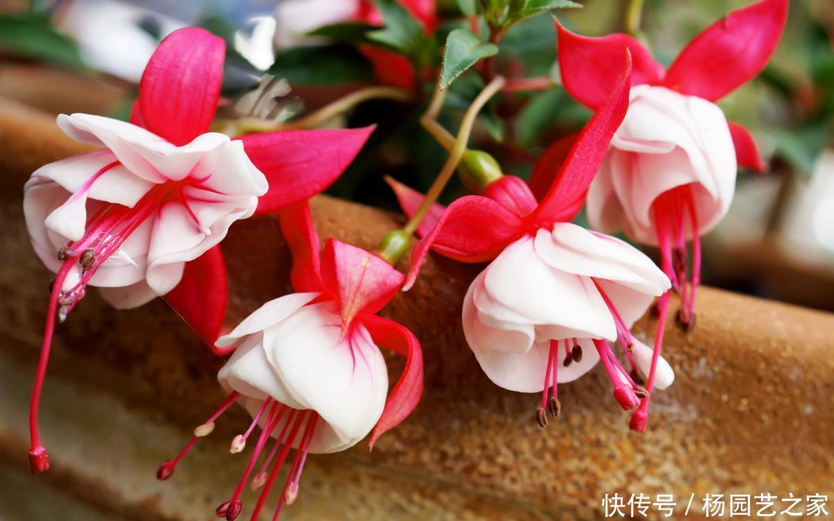  别致@3种“女神花”，花大色艳很别致，高贵雅致很漂亮，谁见谁喜欢