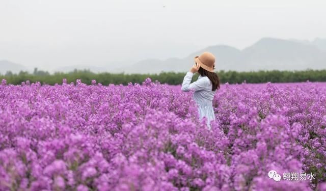  「同赏」母亲节，送花不如赏花，伴母同赏芍药花