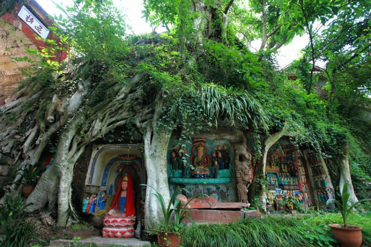 四川有棵千年古榕树，树根下藏着上千尊佛像，被工匠无意发现