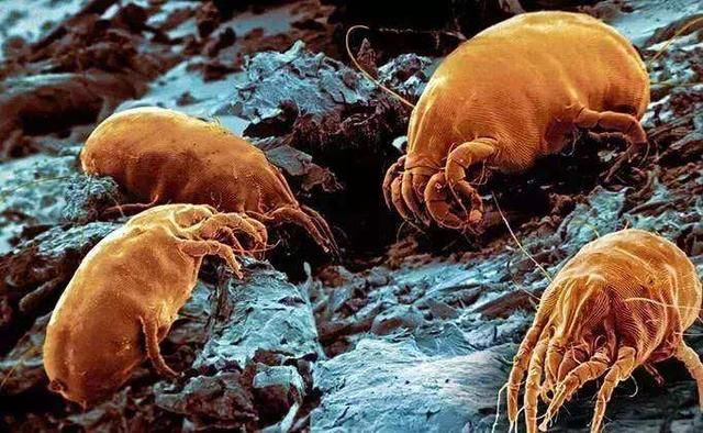 脸上感染了螨虫，会出现4现象，教你3个最佳除螨攻略