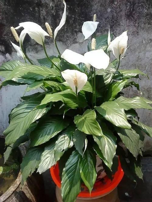 『适合』家庭6种耐阴植物的排行榜,哪种是你养死的?