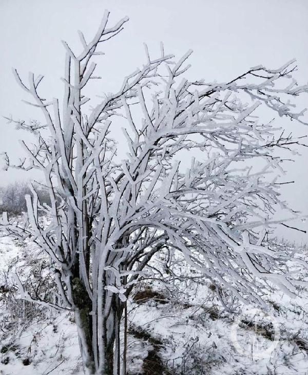  「哇塞」哇塞！重庆2019年第一场雪来了 城口喜降瑞雪