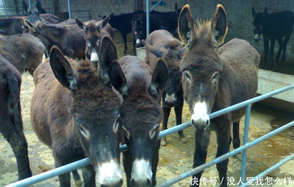  #养殖场#国家鼓励养殖，但这3个地方建养殖场将被“一刀拆除”，