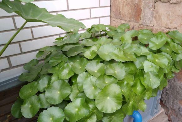  【技巧】一盆铜钱草不到一年，分出五六盆，4点养护技巧，分分钟长满盆