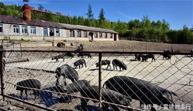  「督查」农村环保政策新变化：一种禁令叫停一刀切，四种行为将