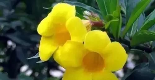  『州市』全国56市市花，你认识多少?