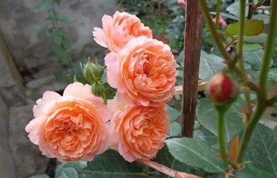 柔美|阳台就养一株这种花,花色柔美,持续开花,一次开爆盆成花海