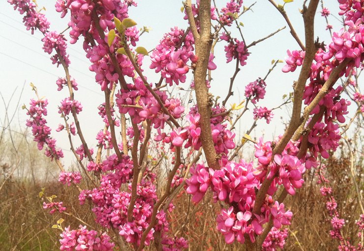  『紫荆的花』紫荆,满树都是花,叶子反而很少,爱心形状,作盆景甚好!