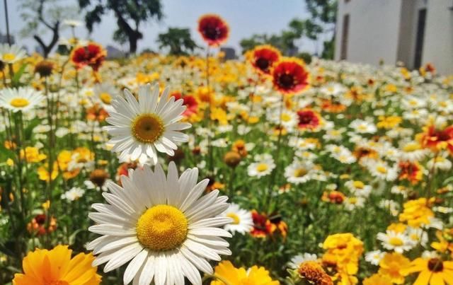  『大片』最爱爆盆的“野菊花”，养在盆里一大片，开花小巧却是整片花海