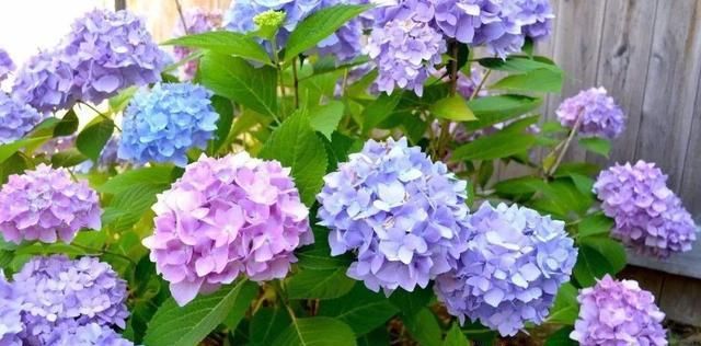 【些人调】原来养绣球花的乐趣是调色,怎样调色成功呢,来看看经验总结吧