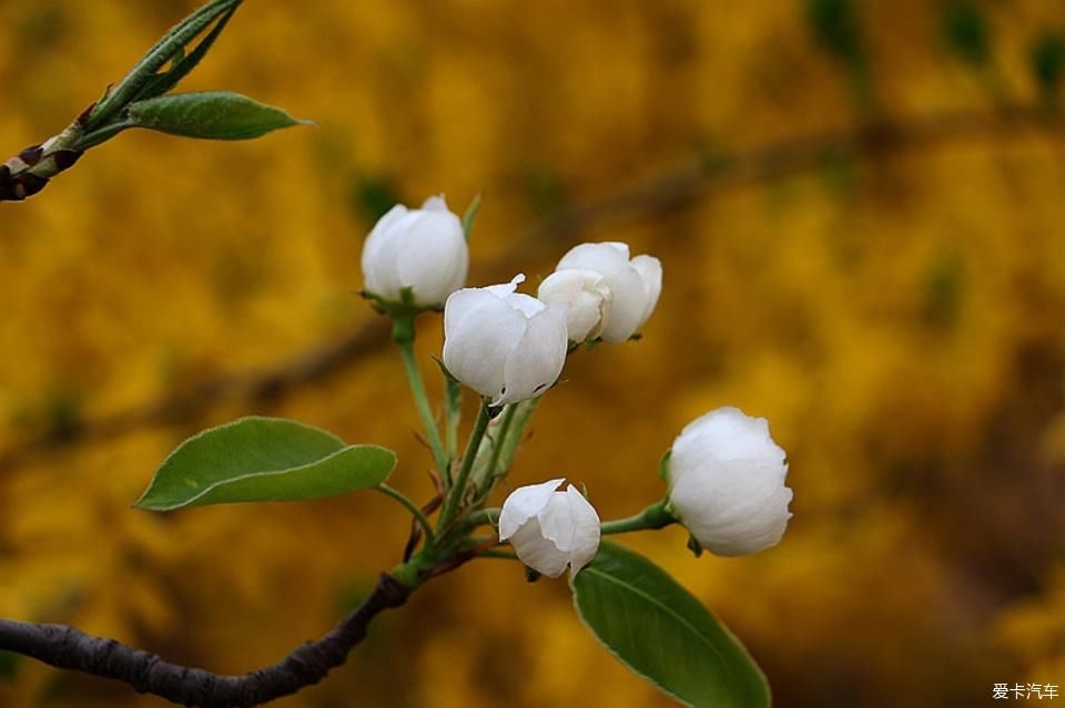  【梨花】【春龙】那年梨花盛开时