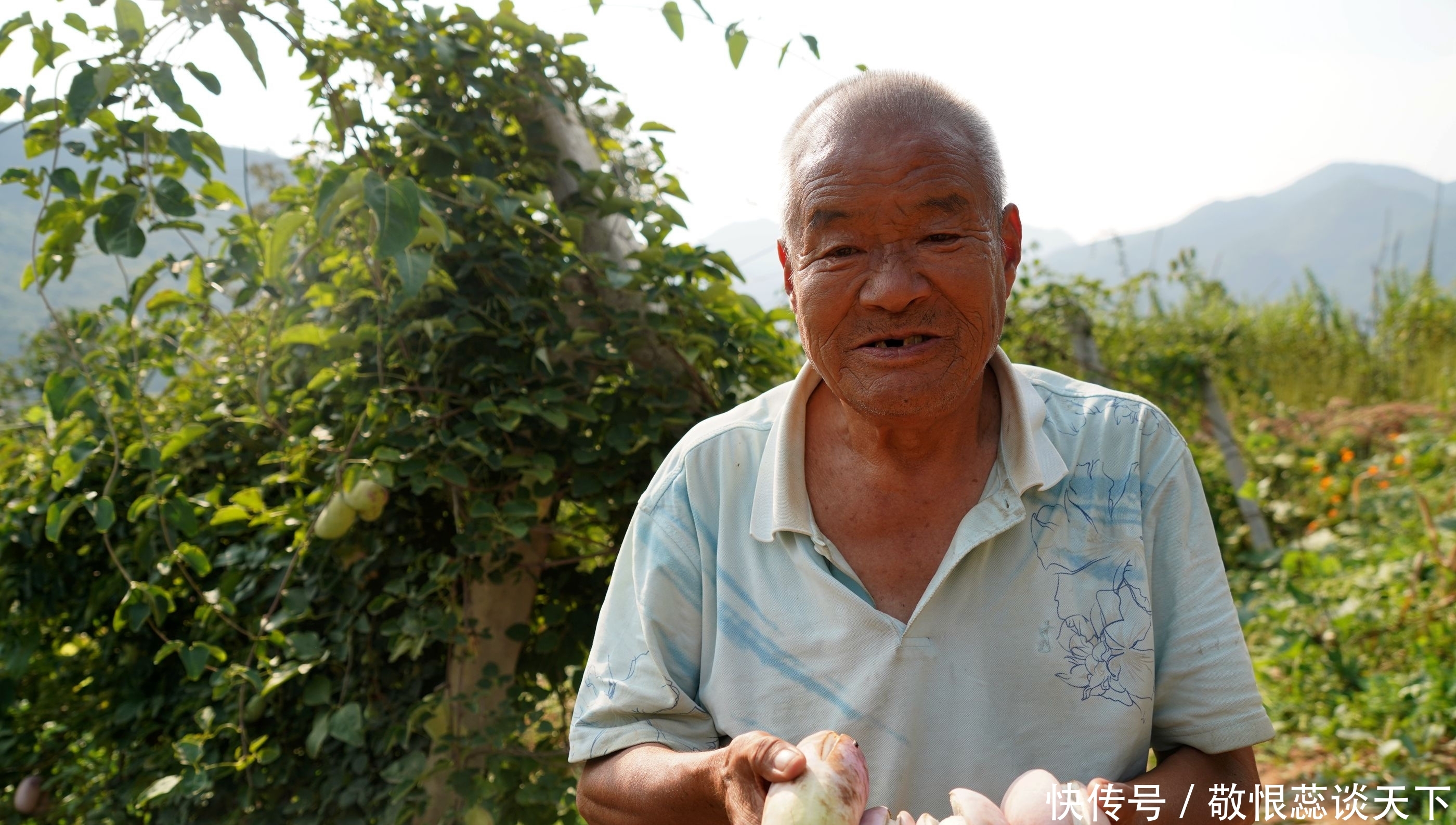  野果■农民大爷从山上挖回10苗野藤，5年繁殖400株，年赚10万元