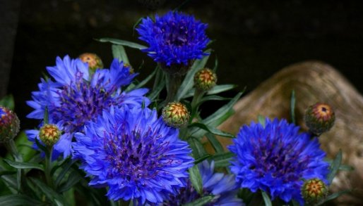  「喜欢」喜欢在家养殖花卉，就养这几款花卉，花开万紫千红，开花绚烂繁盛