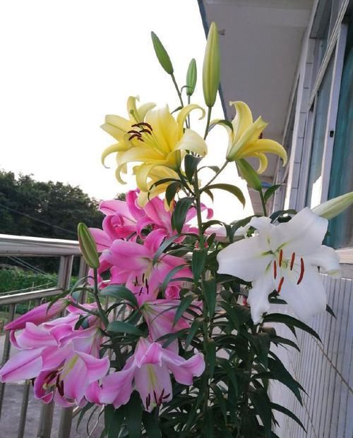  「值得」别养绿萝吊兰了，此四款绿植，好看又好养，四季开花，更值得拥有