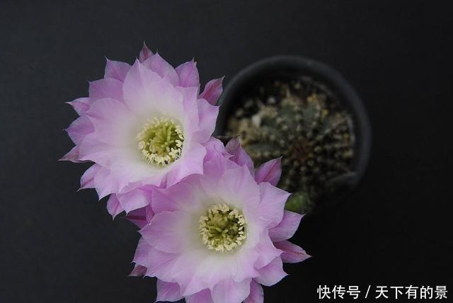  「扔进」养花就养此3种，扔进花盆就能活，浇水就疯长爆盆，养出漂亮花园