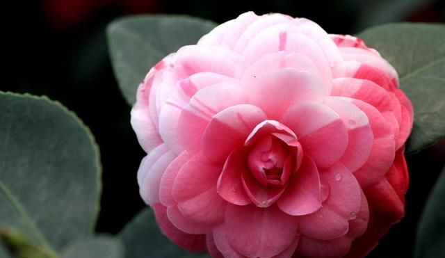 『枝条』茶花、长寿花枝上钻个“洞”,插个枝,满树都是“7色花”!