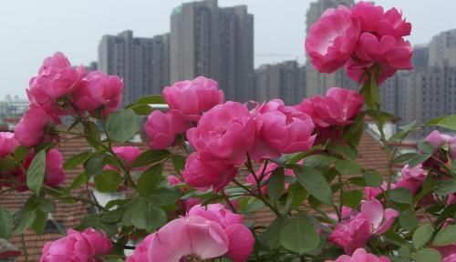 「枝条」这种花号称开花机器,折根枝条插土里就生根,30天长出一大盆!