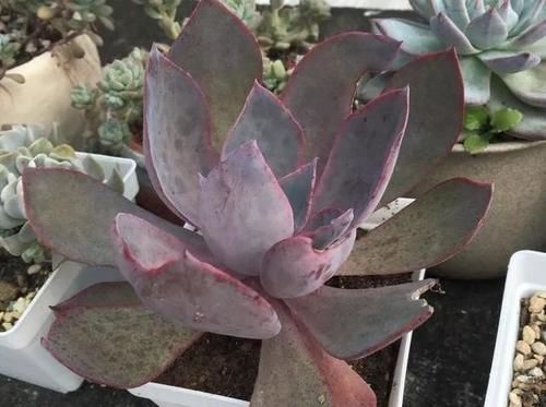  露养■多肉露养好时节：扔外面，1个月没管，美得跟整容了一样！