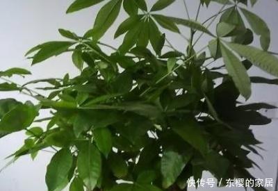 发财■发财树叶子发黄什么原因,怎么救治