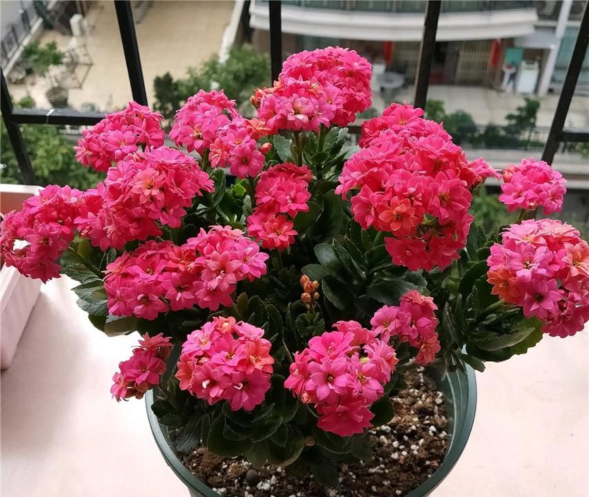  『到充足』养长寿花，做好“3防”，长寿花连年爆花不停歇，花期长达180天！