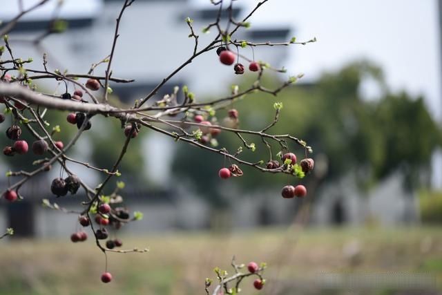  「春天」随笔：那些树果实还没掉都发芽了