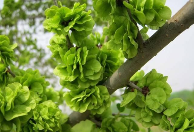  【村民】春季农村的5种野菜，村民不稀罕，城里人当“宝贝”，纷