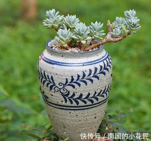 养护■多肉一个样,3个“长时间”在搞鬼,赶紧换个方法养,才能变胖