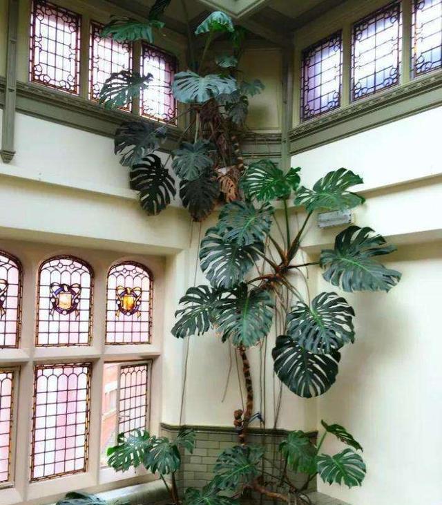  『盆栽』小盆栽养成树，当成传家宝都不为过，搬家都费事