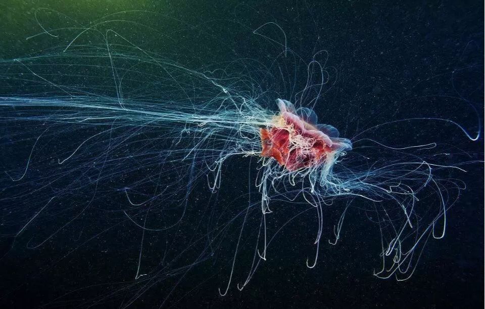 快乐百科流言粉碎机 | 比蓝鲸还长的动物，真的存在吗?