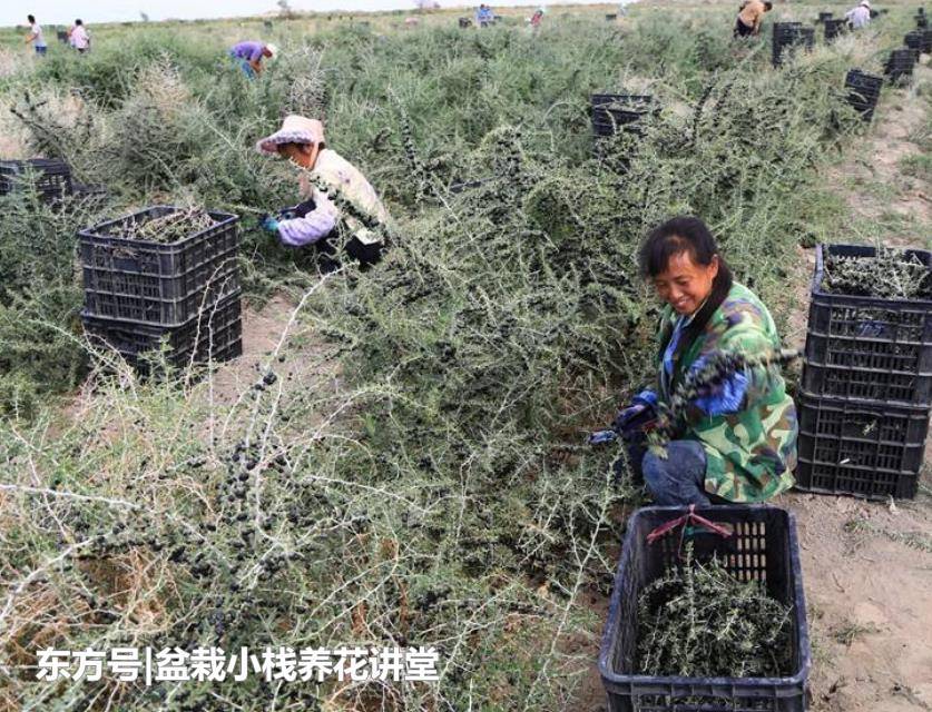 癌细胞“惧怕”的1种植物，农民靠它致富，收购价一斤300多元