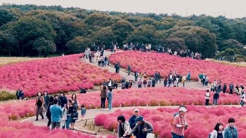  全身@这植物全身都是“宝”，在中国被视为野草，在日本却身价翻倍！