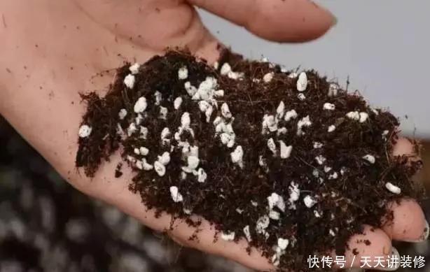  『绿萝』养花技巧：春天赶紧扦插绿萝，扯根枝插3盆，5种方法个个好活！