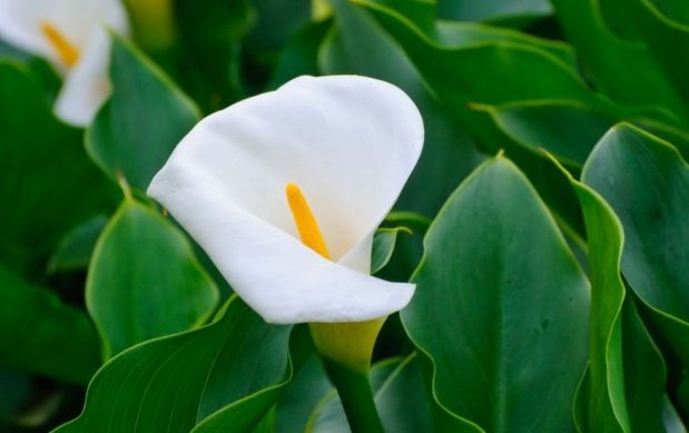  「湿润」家养几盆喜水植物，浇水就能爆盆，在家天天浇水，天天能赏花