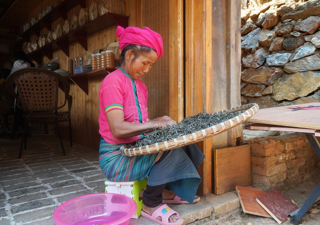 云南一株低调古柏，中国可排前三却少人知道，村民说有茶就足够了