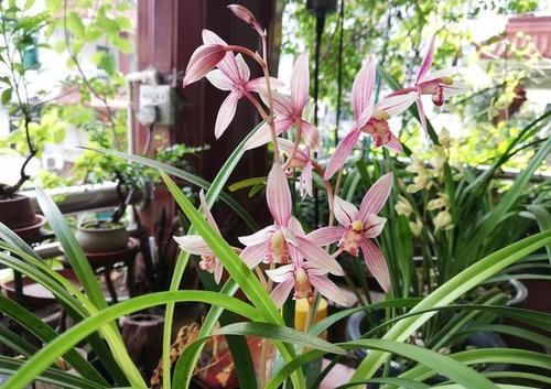  [花箭]养兰花，“2懒1勤”别规矩，新芽冒不停，花箭“半米高”
