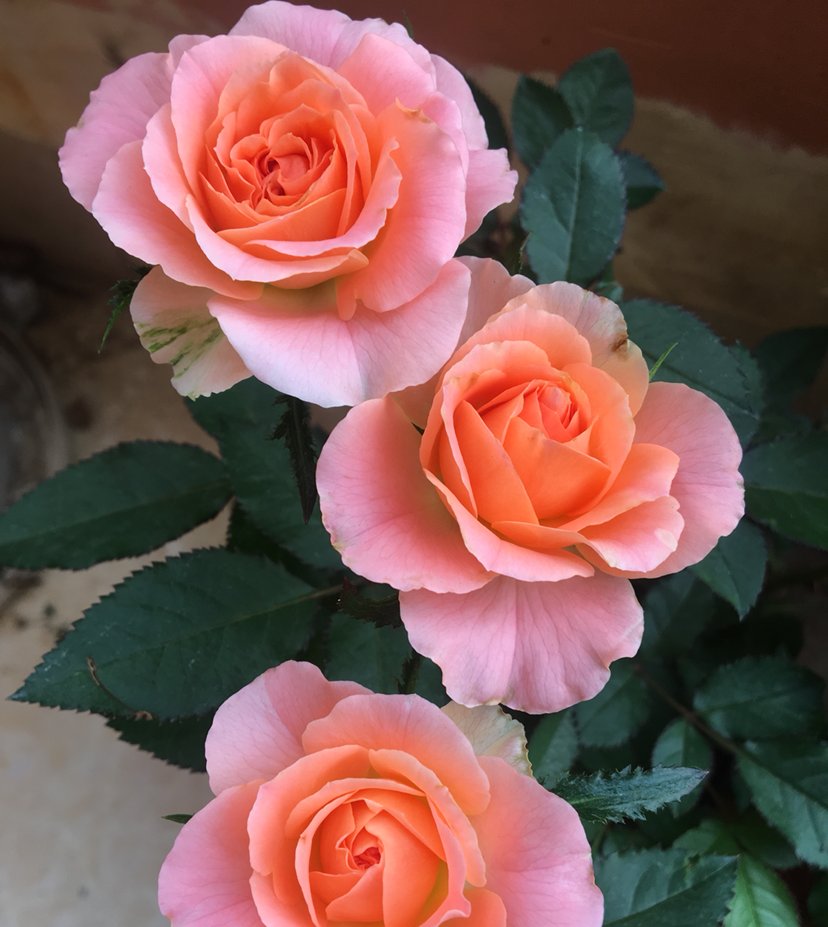  「养分」这3种花,花后狠心剪一刀,来年呼呼爆满盆,亲朋好友来围观!